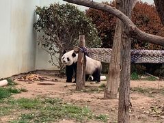-青岛动物园