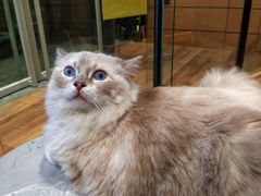 -瞄一喵猫咖(格力海岸店)