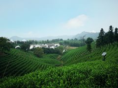 -帐篷客·溪龙茶谷度假酒店