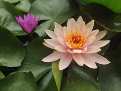 -深圳市中科院仙湖植物园