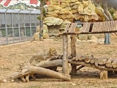 -深圳野生动物园