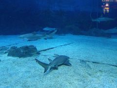 -烟台海昌鲸鲨海洋公园