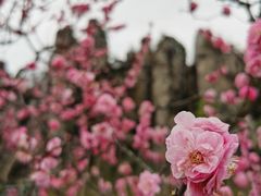 -秀丽东方