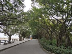 -大湾区中央湿地公园