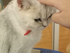 -松果猫咖(桐乡吾悦金街店)