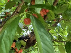 -樱桃山旅游景区