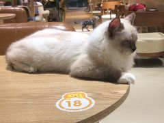 -藏猫猫咖啡主题馆(中央大道店)