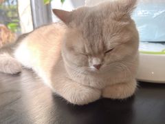 -琪喵猫屋·撸猫猫咖·猫舍
