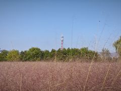 -羊亭河湿地公园