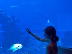 -海棠湾洲际-涛·海底餐厅·美人鱼·自助餐·海底隧道