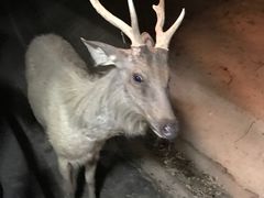 -清迈夜间动物园