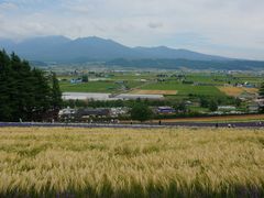 -富田农场