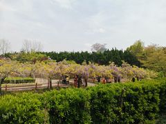 -嘉定紫藤园