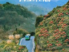 -贵州百里杜鹃风景名胜区