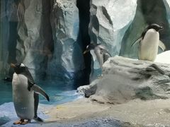 -帝企鹅自助餐厅•儿童岛•真企鹅(长隆企鹅酒店)