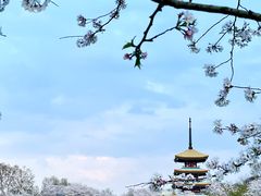 -东湖磨山景区樱花园-停车场