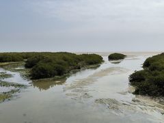 -北海金海湾红树林生态旅游区