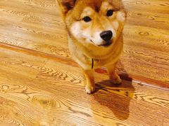 -柴务处·柴犬主题狗咖