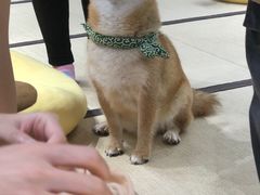 -逗柴咖啡屋·狗咖猫咖宠物桌游