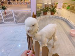 -Moni星球萌宠·小马宝莉·灵蛇·高端高阶全萌宠互动体验俱乐部(红豆国际广场店)