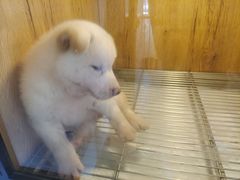 -南京Hallo宠物乐园·哈罗犬舍·柴犬繁育基地
