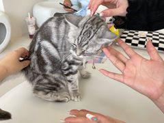 -怪兽屋·羊驼·猫咖·狗咖(俊华广场店)