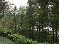 -重庆彩云湖湿地公园