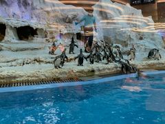 -帝企鹅自助餐厅•儿童岛•真企鹅(长隆企鹅酒店)