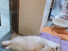 -帕帕拉兹宠物(亚洲旗舰店)