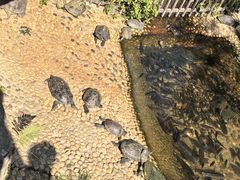 -广东惠东海龟国家级自然保护区