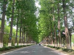 -黄海国家森林公园