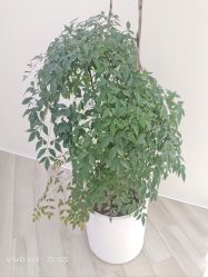 -HEYAN荷妍专业脱毛连锁机构