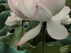 -厦门园林博览苑