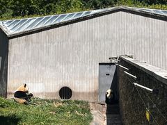 -卧龙中华大熊猫苑神树坪基地