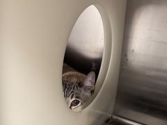 -瑞派·关忠动物医院·猫专科·犬专科(三环新城店)