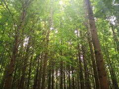 -桤木河湿地公园