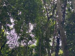 -西双版纳原始森林公园