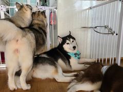 -Husky Go! 哈士奇体验馆·宠物咖啡厅狗咖