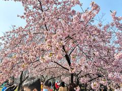 -顾村公园
