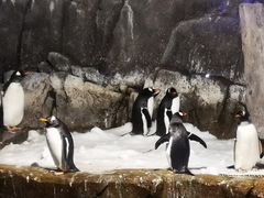 -成都浩海立方海洋公园