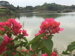 -福田红树林生态公园