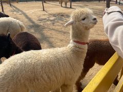 -合肥滨湖国家森林公园