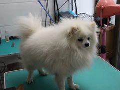 -利又安动物医院··老年病·猫科犬科·中兽医