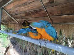 -西霞口神雕山野生动物世界