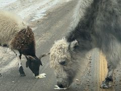 -秦皇岛野生动物园