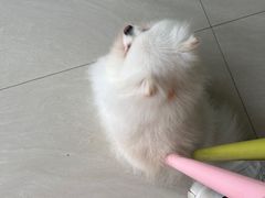 -乐琪宠物医院·犬猫专科·骨外科·急重症