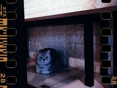 -平行世界·猫咖(首经贸店)