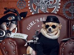-超宠爱宠物摄影-Super pet