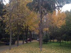 银杏-西南交通大学(九里校区)