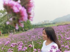 -光明小镇欢乐田园